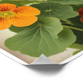 Poster Beau Nasturtium Flower Décor Art Décor (Coin)