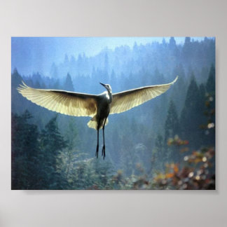 Poster beau oiseau