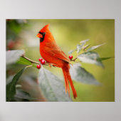 Poster Beau oiseau cardinal rouge dans l'arbre (Devant)