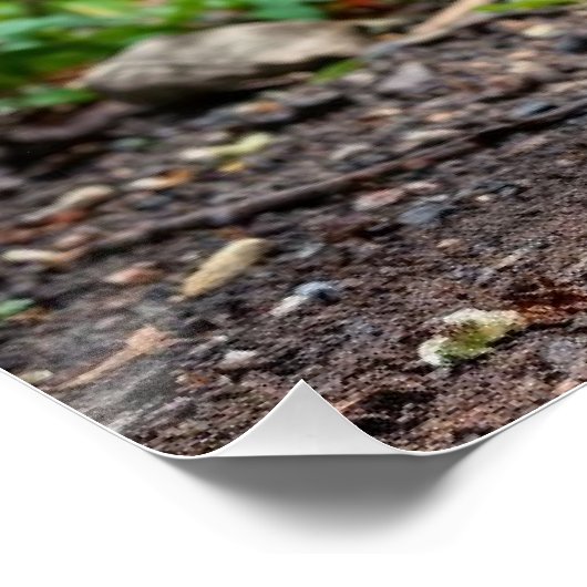 Poster beau paon (Coin)