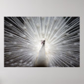 Poster Beau paon blanc (Devant)