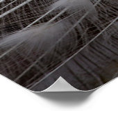 Poster Beau paon blanc (Coin)