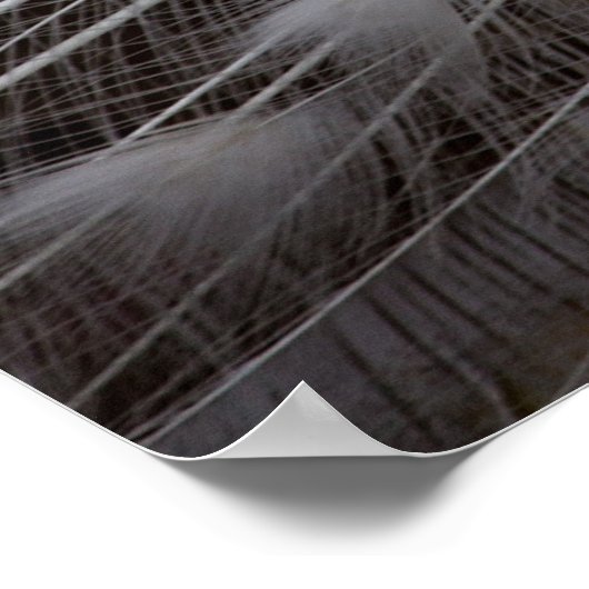 Poster Beau paon blanc (Coin)