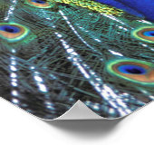 Poster Beau paon étalant des plumes colorées (Coin)