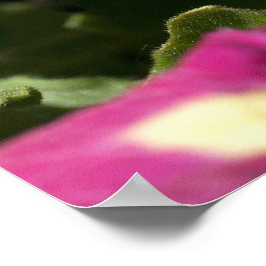 Poster Beau papillon éléphant (Coin)