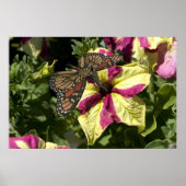 Poster Beau papillon éléphant (Devant)