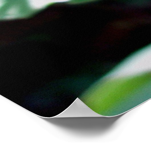 Poster Beau papillon Monarque (Coin)