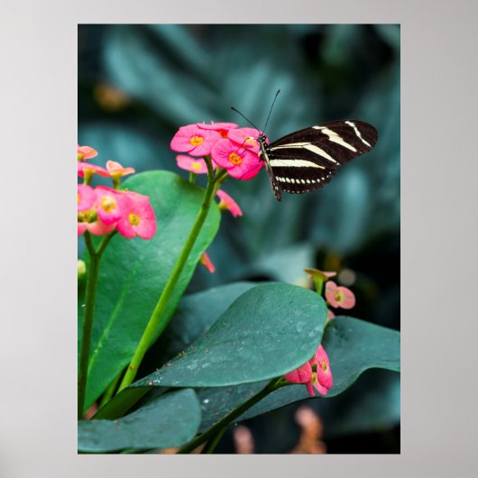Poster Beau papillon sur une fleur rose (Devant)