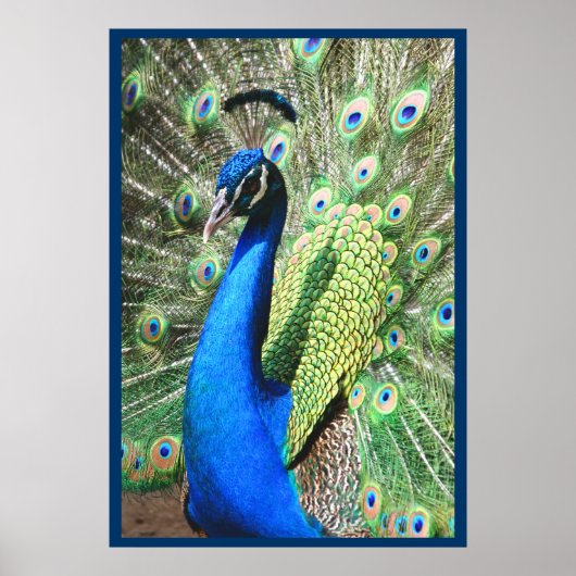 Poster Beau Peacock (Devant)