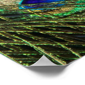 Poster Beau Peacock (Coin)