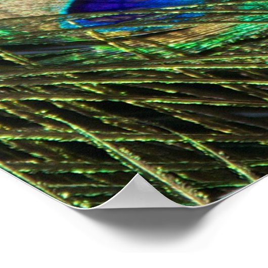 Poster Beau Peacock (Coin)