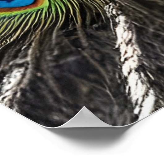 Poster Beau Peacock (Coin)