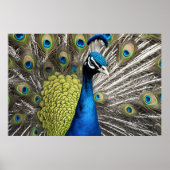 Poster Beau Peacock (Devant)