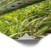 Poster Beau Peacock (Coin)