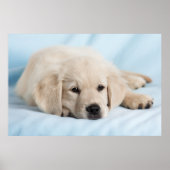 Poster Beau Petit Chiot (Devant)