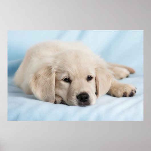 Poster Beau Petit Chiot (Devant)