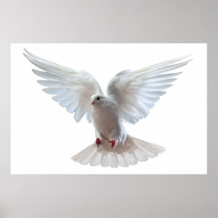 Poster Beau pigeon volant blanc