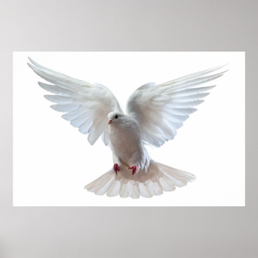 Poster Beau pigeon volant blanc (Devant)