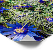 Poster Beau Plante de cactus à fleurs bleues (Coin)