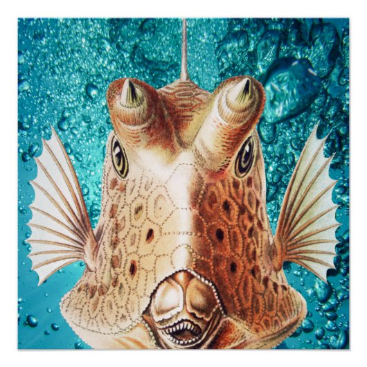 Poster Beau poisson Art par Earnst Haeckel (Devant)