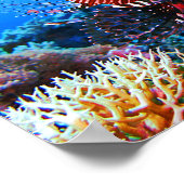 Poster Beau poisson-Lion Tropical (Coin)