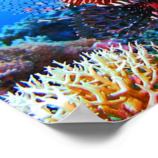 Poster Beau poisson-Lion Tropical (Coin)