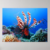 Poster Beau poisson-Lion Tropical (Devant)