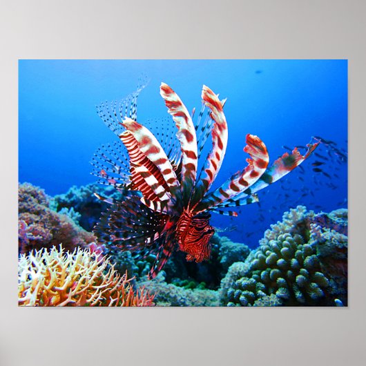 Poster Beau poisson-Lion Tropical (Devant)