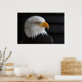 Poster Beau portrait d'aigle chauve (Cuisine)