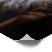 Poster Beau portrait de faucon (Coin)