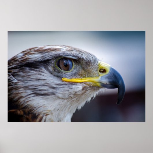 Poster Beau portrait de faucon (Devant)