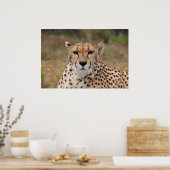 Poster Beau portrait de guépard (Cuisine)