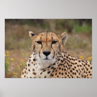 Beau portrait de guépard