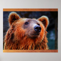 Beau Portrait d'ours Brown Faune Photo