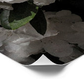 Poster Beau Rhododendron blanc fleurit Floral (Coin)