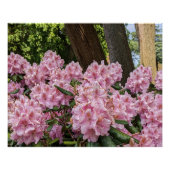 Poster Beau Rhododendron Rose fleurit Floral (Devant)