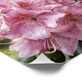 Poster Beau Rhododendron Rose fleurit Floral (Coin)
