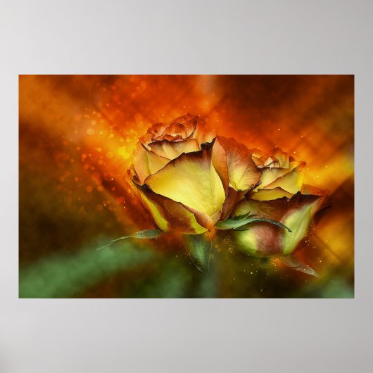 Poster Beau Rose (Devant)