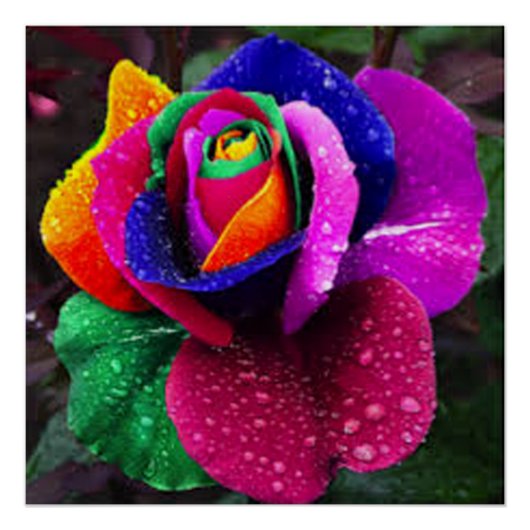 Poster Beau Rose arc-en-ciel coloré (Devant)