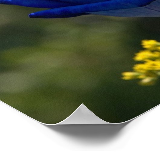 Poster Beau Rose bleu 1 (Coin)