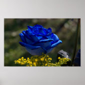 Poster Beau Rose bleu 1 (Devant)