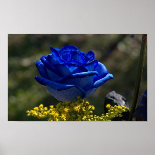 Poster Beau Rose bleu 1 (Devant)