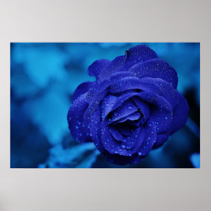 Poster Beau rose de bleu
