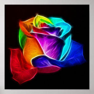Poster Beau Rose de couleurs 5