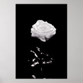Poster Beau Rose noir et blanc Gros plan (Devant)