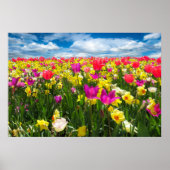 Poster Beau terrain de tulipe coloré (Devant)