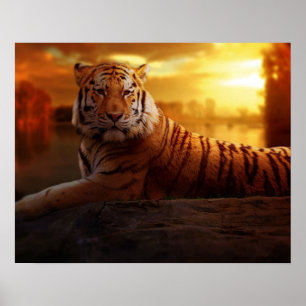 Poster Beau tigre
