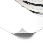 Poster Beau Tigre Blanc Avec Yeux Bleus (Coin)