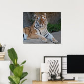 Poster Beau tigre du Bengale (Bureau à domicile)