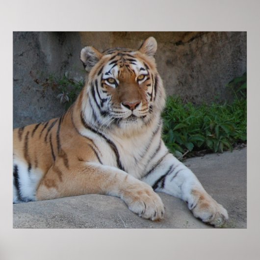 Poster Beau tigre du Bengale (Devant)